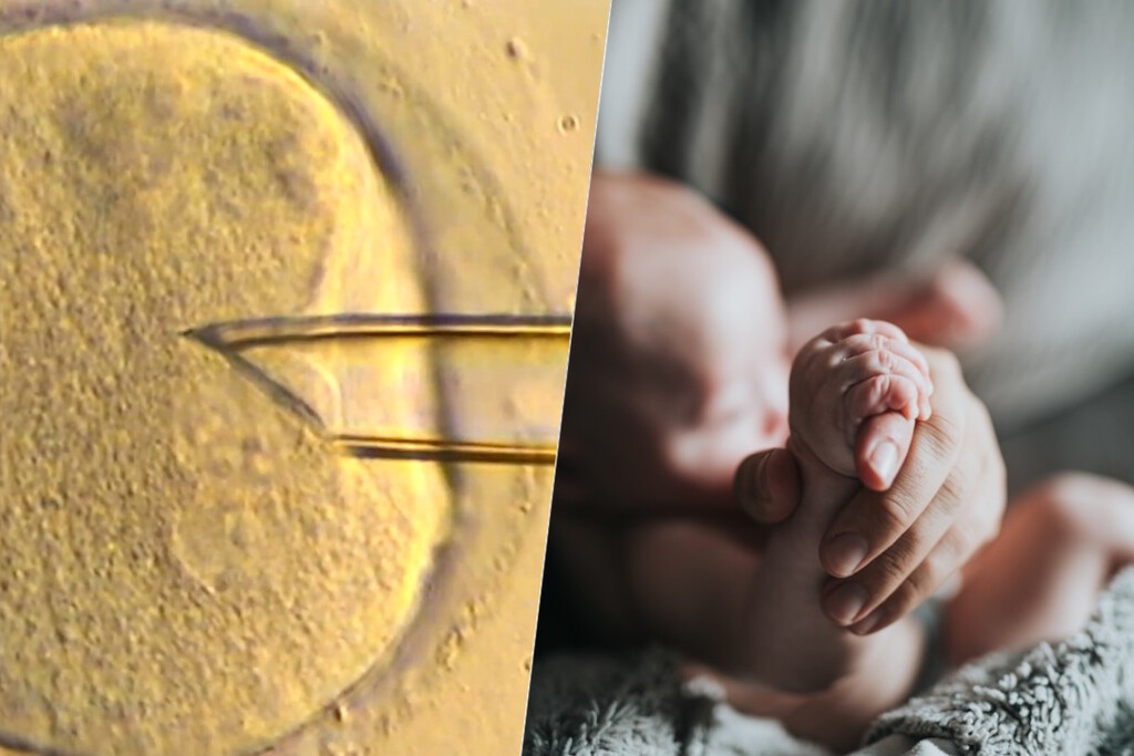 Un bebé, tres padres: la fecundación ‘in vitro’ ha dado un sorprendente paso utilizando ADN mitocondrial