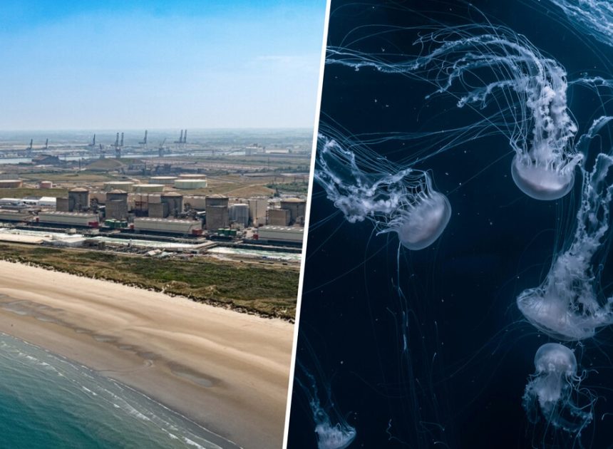 Francia se las prometía felices con la gran central nuclear de Gravelines. Hasta que llegaron los enjambres de medusas