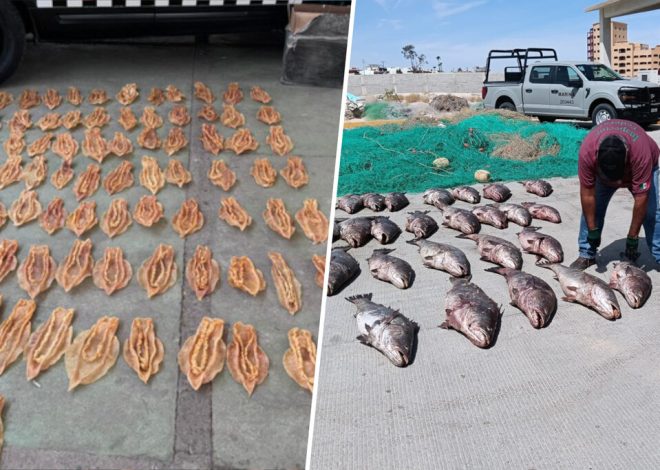 México le ha declarado la guerra a un contrabando que está rompiendo el mercado chino: la «cocaína del mar»