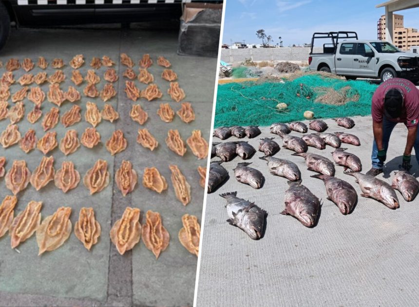 México le ha declarado la guerra a un contrabando que está rompiendo el mercado chino: la «cocaína del mar»