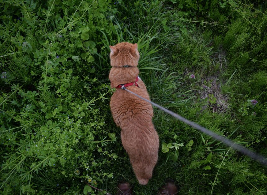 Pasear gatos con correa está de moda. Hemos preguntado a una experta en comportamiento felino y tiene claro lo que opina
