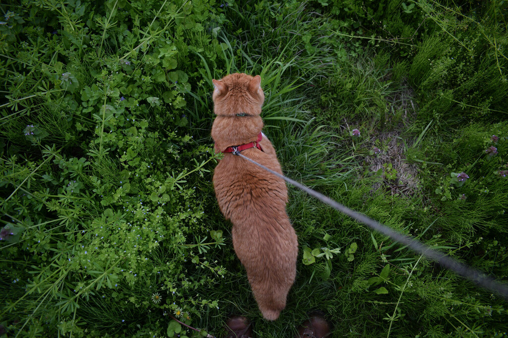 Pasear gatos con correa está de moda. Hemos preguntado a una experta en comportamiento felino y tiene claro lo que opina