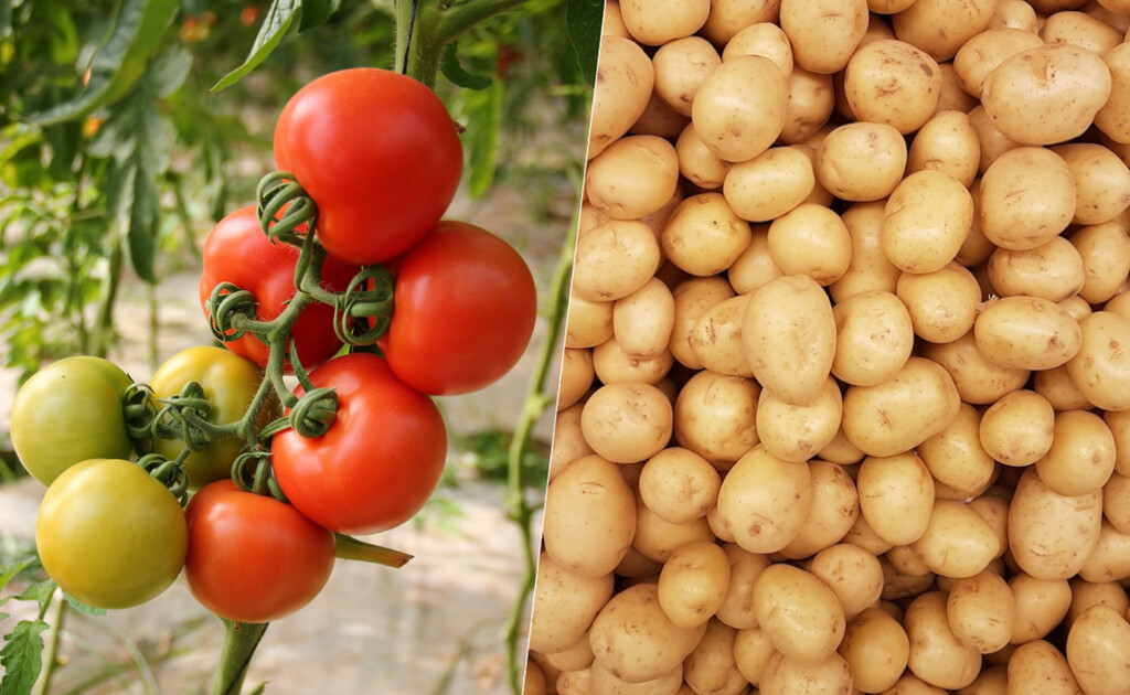 La patata o el tomate. Acabamos de responder a una pregunta más intrigante que la de si fue antes el huevo o la gallina